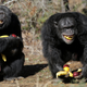 Illustration for article titled Chimps Are Manipulative Dicks, New Research Confirms
